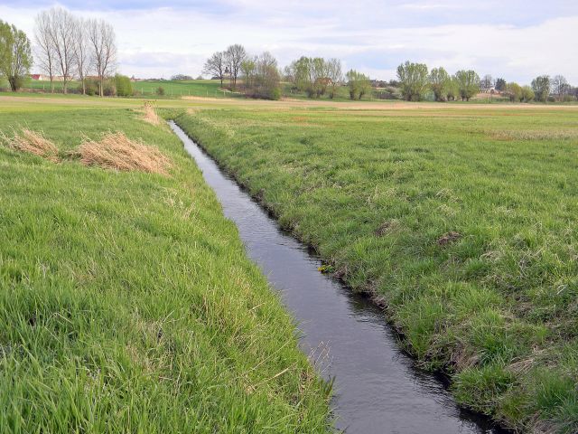 łąka, wierzby, trawa, wiosna