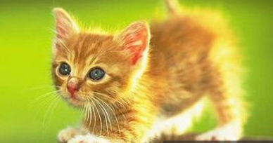  Arti  Mimpi  Digigit Kucing  Berdasarkan Primbon Jawa