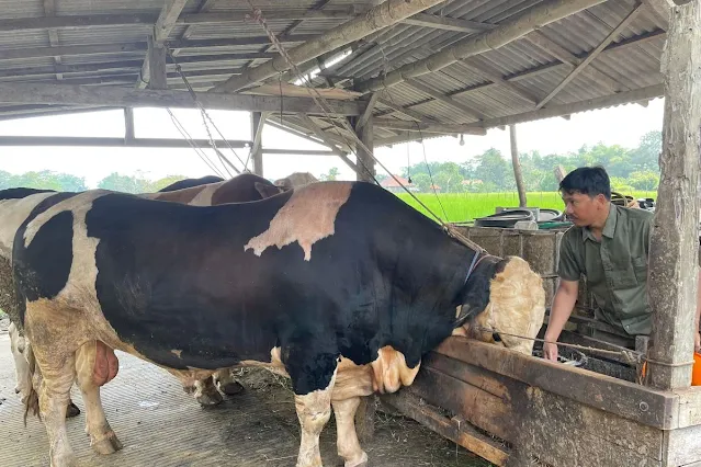 Sapi Bimo seberat 1 ton milik Jamil Achmadi, warga Bangkalan, yang dipilih Presiden Prabowo sebagai hewan kurban Idul Adha 2025.