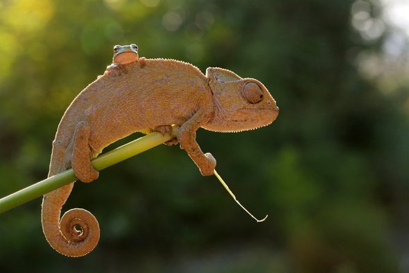 Mehmet Karaca lisans deviantart fotografia macro natureza joaninhas camaleão animais fofura