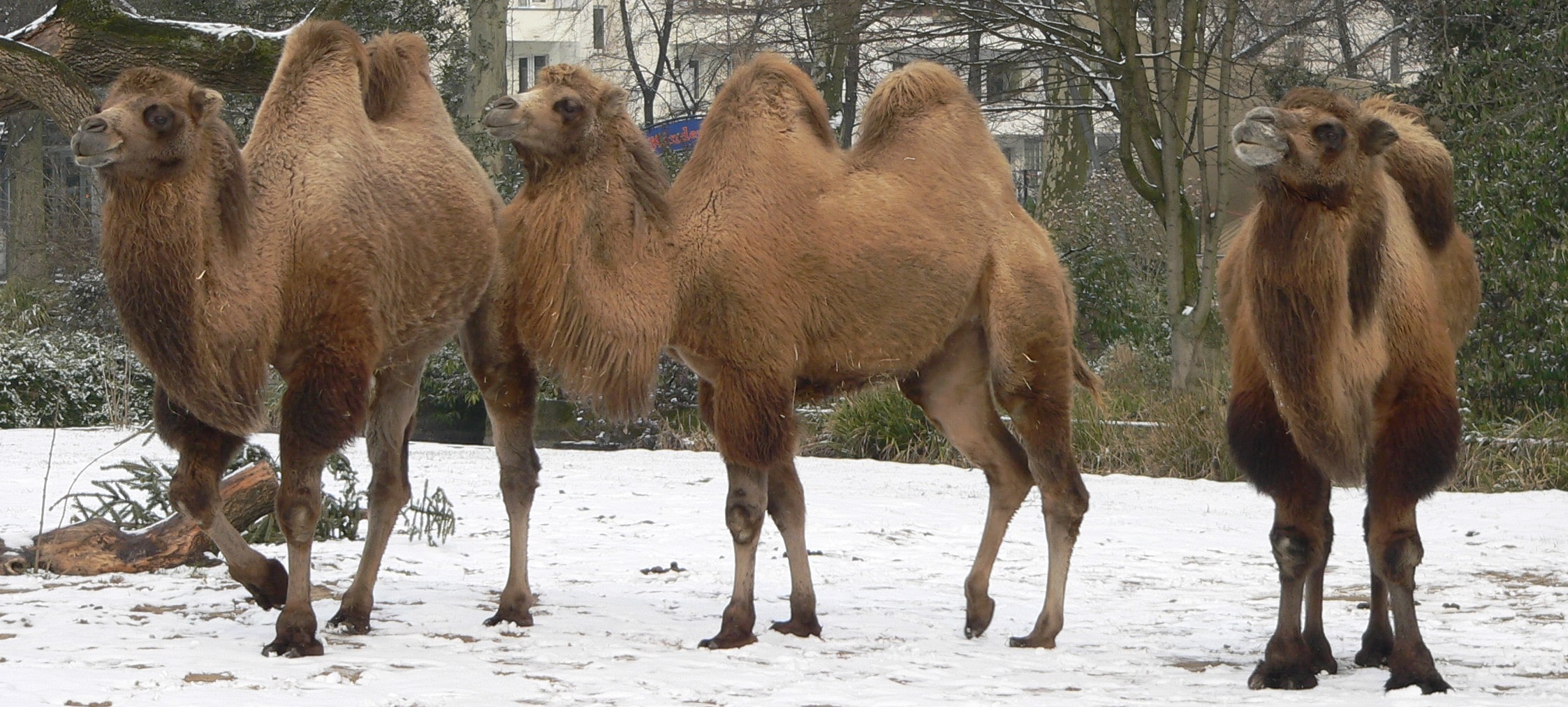 About Bactrian Camels, Two-Humps Mammals Who Like to Wander