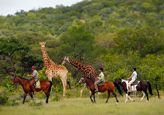 Safari in Africa, Holiday in Africa, World Tour, vacation in paradise, holiday in paradise, scuba diving, spa, yoga