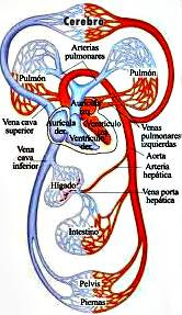 Estructura del sistema cardio-vascula