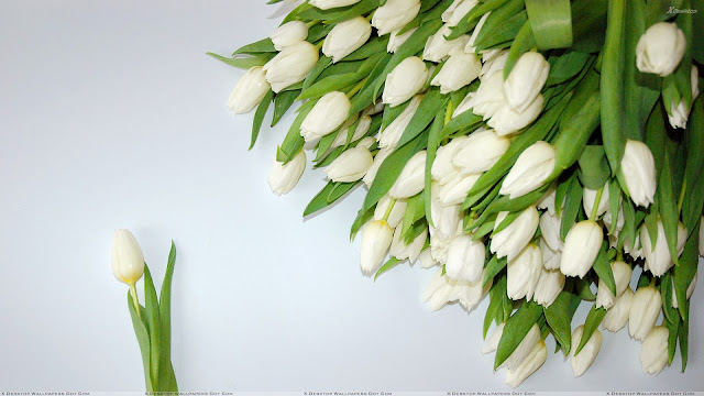 Download White Tulips Wallpaper, Download White Tulips Wallpaper For Dekstop, Download White Tulips Wallpaper Full HD, White Tulips Wallpaper, White Tulips, Download Wallpaper, Download Wallpaper Full HD