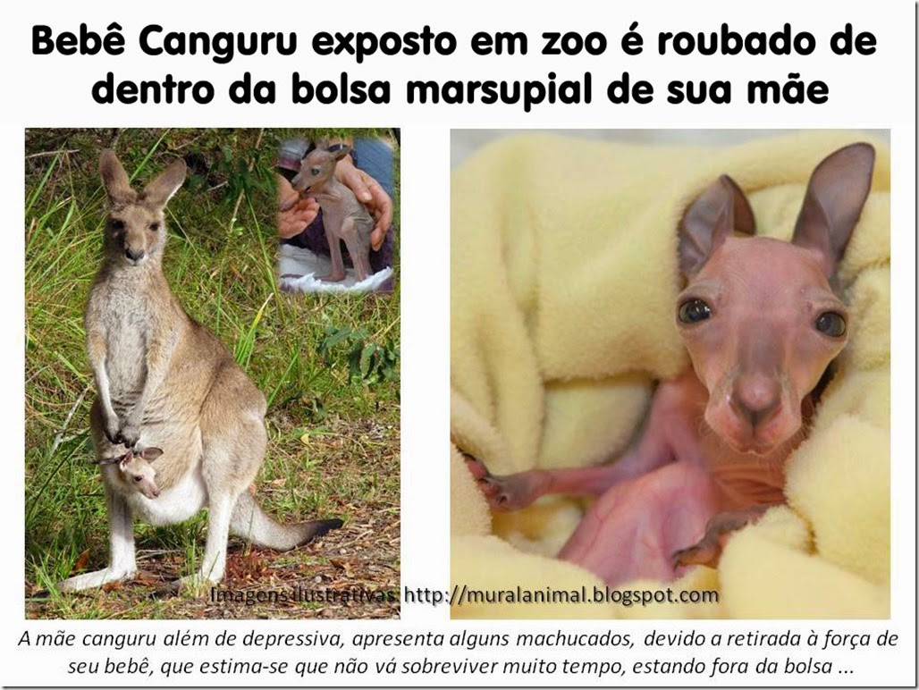 Bebe-Canguru-roubado