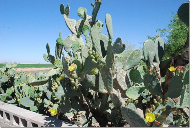04-20-12 Casa Grande SKP Park 036