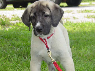 Anatolian Shepherd