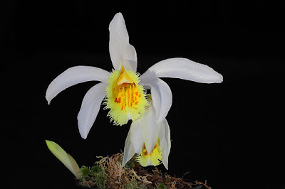 Pleione grandiflora care and culture