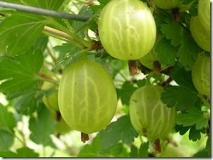 gooseberry green giant