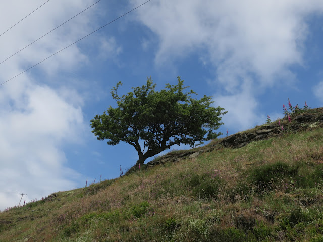 Tree at the top of a slope.