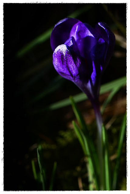 Crocus à peine ouvert