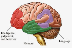 Brain Memory Loss