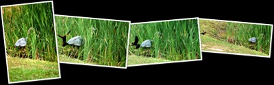 View Fishing Bird Fight