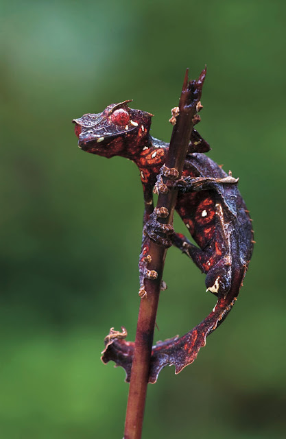 gecko satanico Uroplatus phantasticus