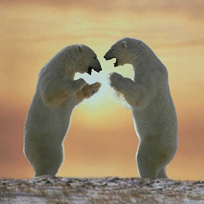 polar bear pictures