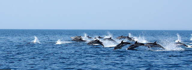 I delfini nel mar Grande