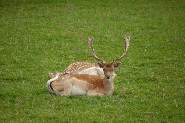 winking deer