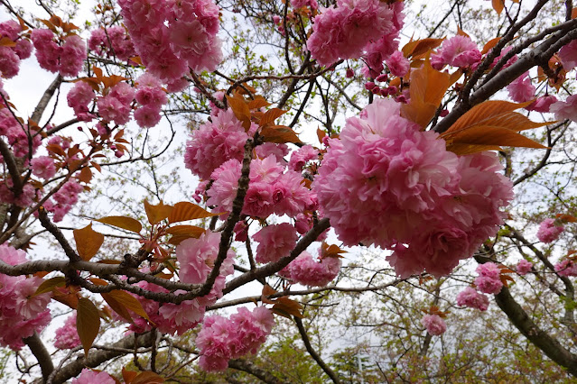 鳥取県米子市久米町　湊山公園　カンザン (関山）