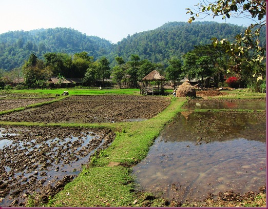 mae taeng elephant park