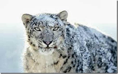 leopardo de las nieves