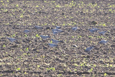 Blaudoke - Holenduif - Columba oenas