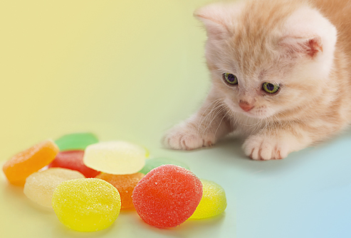 S.C.R.A.T.C.H: Makanan Yang Merbahaya Untuk Kucing Anda