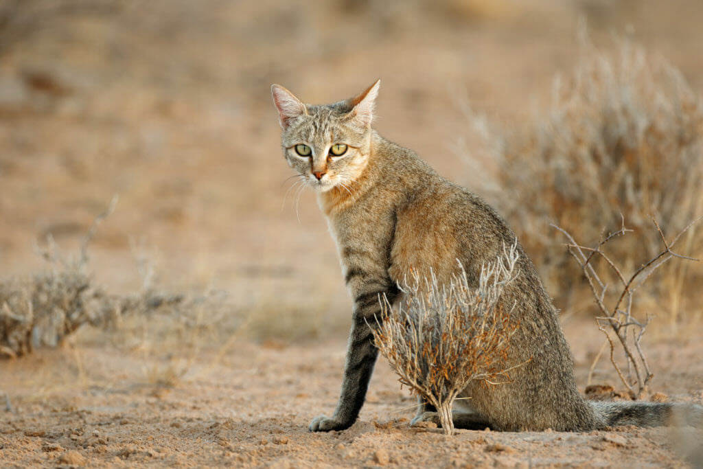An African wildcat at a zoo