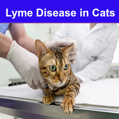 Lyme Disease in Cats