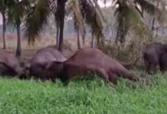 Chennai, News, National, Arrested, Elephant, Death, Electrocuted, Three elephant dies due to electrocution.