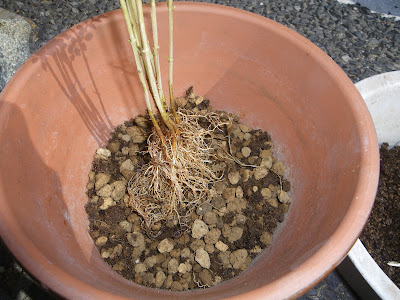 √完了しました！ シマト��リコ 植え替え 冬 357315-シ���トネリコ 植え替え 冬