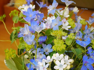 √ダウンロード スター 花の名前 325604-スター の つく 花の名前