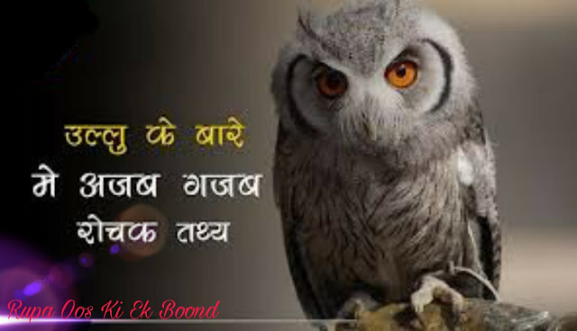 Amazing fact about owl (उल्लू के बारे में रोचक तथ्य)