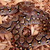 Cara memelihara ular Python Reticulatus 