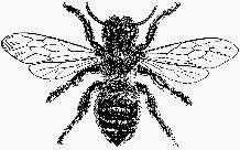 bee
