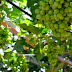 Técnicos de Desarrollo Rural seleccionan las uvas para elaborar el vino `Señorío de Agüimes´ 