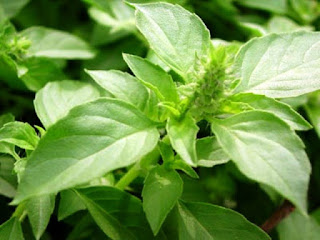 Benefits of Basil For Male Sexual Arousal