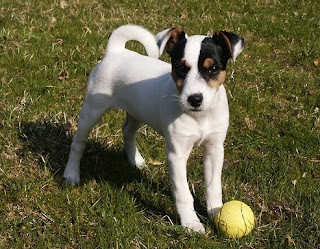 Parson Russell Terrier Puppies