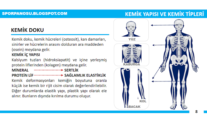 Spor Anatomisine Giriş 8