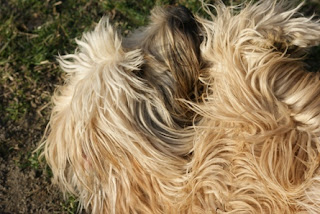 dog short wiry coats