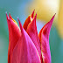 Vibrant tulip close-up, Morning Beauty