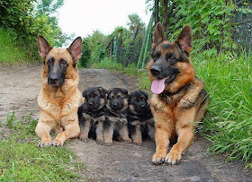 Cute dogs - part 10 (50 pics), funny dog picture, dogs pictures, adorable puppy pictures