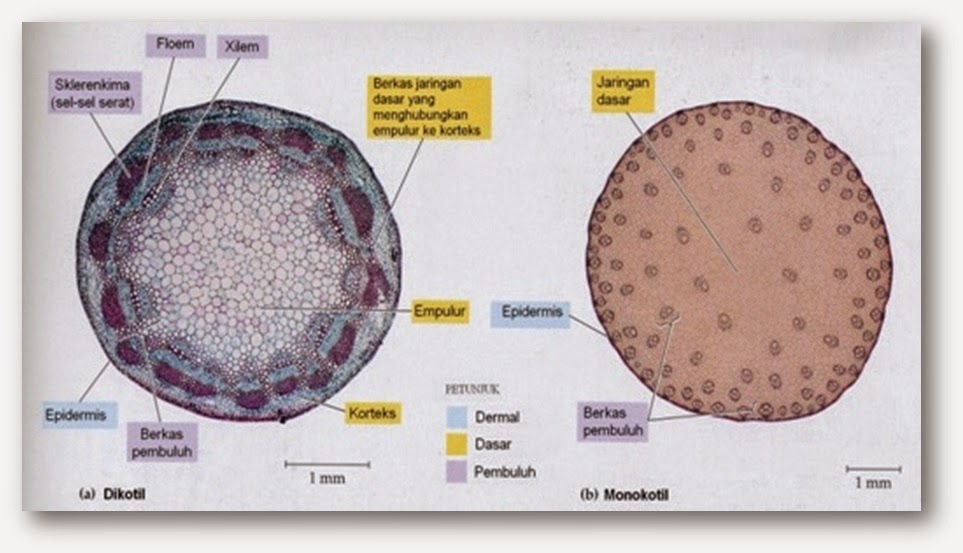 Struktur dan Fungsi Jaringan pada Organ Batang - Hauma Genst