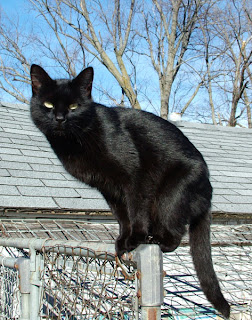 Inteligencia gato. Gato sobre una valla