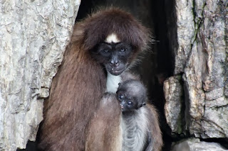 Long-haired Spider Monkey