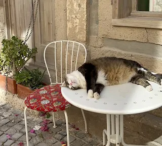 gata tumbada en una mesa en el exterior