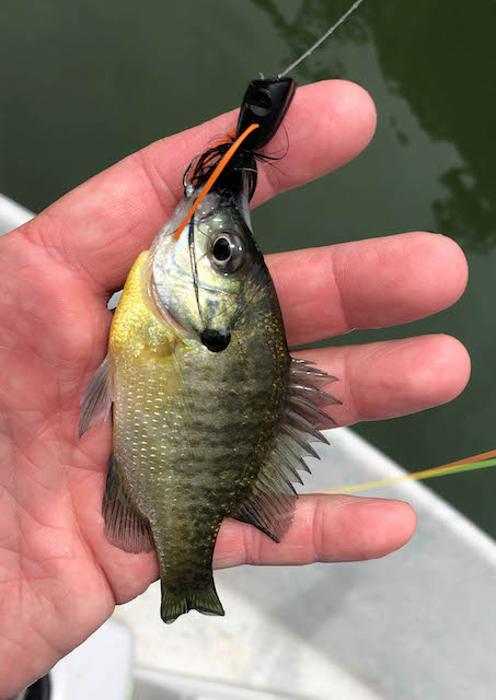 Dry Fly Fishing - Top Water Panfish (Blow ups) 