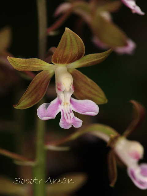 Calanthe discolor