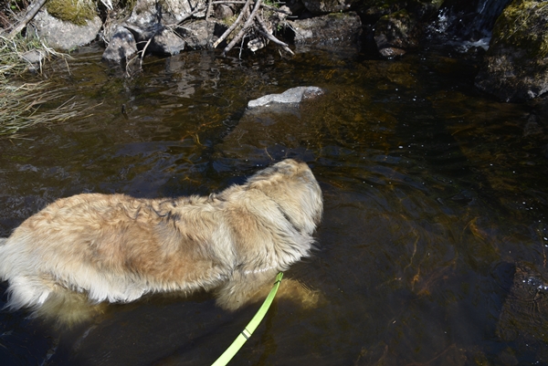 leonberger bader