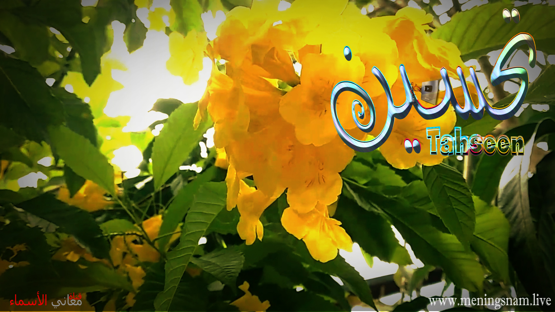 معنى اسم, تحسين, وصفات, حامل, وحاملة, هذا الاسم, tahseen,