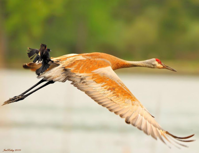 Bird Photos Nature Photography